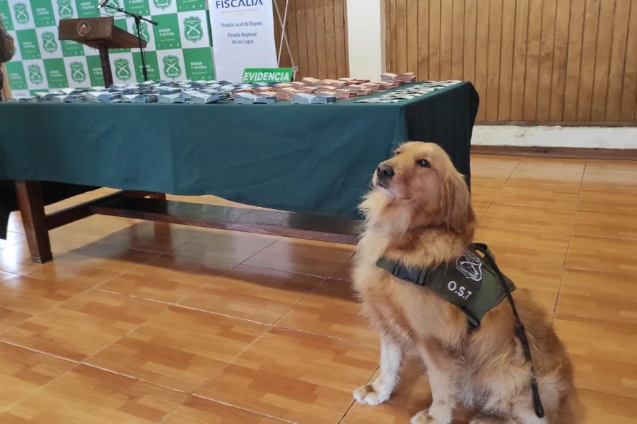 Exitoso Operativo Conjunto Desarticula Red de Tráfico de Drogas en la Región de Los Lagos